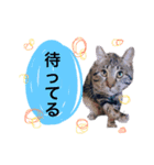 ねこねこ☆（個別スタンプ：23）