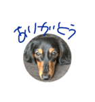 愛犬の挨拶3（個別スタンプ：3）