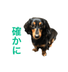 愛犬の挨拶3（個別スタンプ：7）