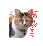 猫のぐみ（個別スタンプ：1）