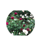 美しい薔薇園（個別スタンプ：21）