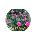 美しい薔薇園（個別スタンプ：28）