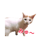 私の猫が豚になっちゃった（個別スタンプ：6）