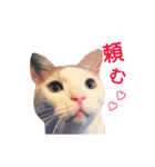 私の猫が豚になっちゃった（個別スタンプ：11）