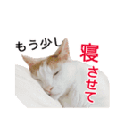 私の猫が豚になっちゃった（個別スタンプ：12）