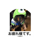 犬松崎（個別スタンプ：3）