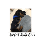 犬松崎（個別スタンプ：8）