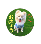 ポメラニアン♥愛犬！大好きなママ（個別スタンプ：1）