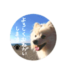 ポメラニアン♥愛犬！大好きなママ（個別スタンプ：8）