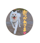 ポメラニアン♥愛犬！大好きなママ（個別スタンプ：14）