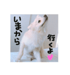 ポメラニアン♥愛犬！大好きなママ（個別スタンプ：17）