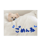 ポメラニアン♥愛犬！大好きなママ（個別スタンプ：18）