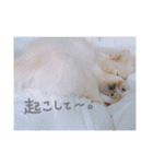 ポメラニアン♥愛犬！大好きなママ（個別スタンプ：19）