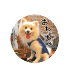 ポメラニアン♥愛犬！大好きなママ（個別スタンプ：23）