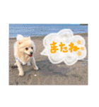 ポメラニアン♥愛犬！大好きなママ（個別スタンプ：24）