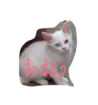 だらっと猫ズ（個別スタンプ：5）