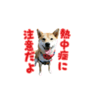 柴犬つむぎ ---夏---（個別スタンプ：4）