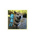 柴犬つむぎ ---夏---（個別スタンプ：10）