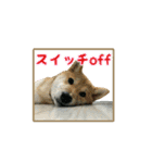 柴犬つむぎ ---夏---（個別スタンプ：14）