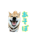 柴犬つむぎ ---夏---（個別スタンプ：16）