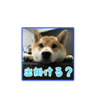 柴犬つむぎ ---夏---（個別スタンプ：17）