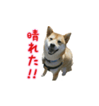 柴犬つむぎ ---夏---（個別スタンプ：22）