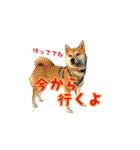 柴犬つむぎ ---夏---（個別スタンプ：28）