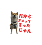 柴犬つむぎ ---夏---（個別スタンプ：32）