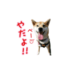 柴犬つむぎ ---夏---（個別スタンプ：33）