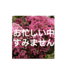 読みやすい白い文字。敬語、シンプル（個別スタンプ：2）