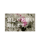 読みやすい白い文字。敬語、シンプル（個別スタンプ：8）