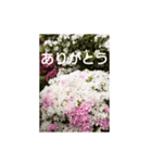 読みやすい白い文字。敬語、シンプル（個別スタンプ：12）