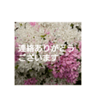 読みやすい白い文字。敬語、シンプル（個別スタンプ：13）