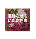 読みやすい白い文字。敬語、シンプル（個別スタンプ：14）