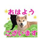 柴犬と黒猫の楽しい毎日（個別スタンプ：1）