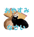 柴犬と黒猫の楽しい毎日（個別スタンプ：2）