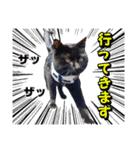 柴犬と黒猫の楽しい毎日（個別スタンプ：3）