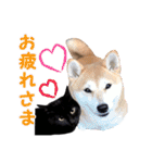 柴犬と黒猫の楽しい毎日（個別スタンプ：6）