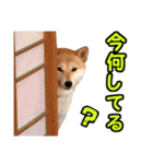 柴犬と黒猫の楽しい毎日（個別スタンプ：29）