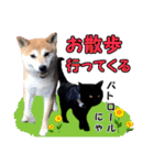 柴犬と黒猫の楽しい毎日（個別スタンプ：33）