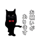 柴犬と黒猫の楽しい毎日（個別スタンプ：34）