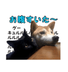 柴犬と黒猫の楽しい毎日（個別スタンプ：37）