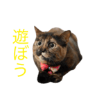 サビ猫らくちょん（個別スタンプ：1）