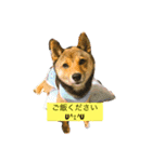 柴犬、ハチ王子（個別スタンプ：15）