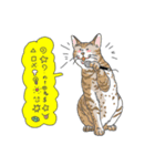 ねこなに？（個別スタンプ：1）