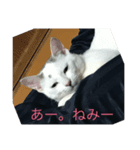 猫＆犬 にゃ〜わん（個別スタンプ：1）