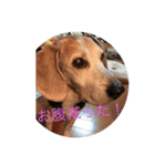 犬、モカポ（個別スタンプ：7）