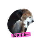 犬、モカポ（個別スタンプ：10）