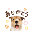 THE DOG シェットランド・シープドッグ（個別スタンプ：3）