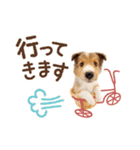 THE DOG シェットランド・シープドッグ（個別スタンプ：9）